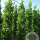 Liquidambar styraciflua 'Slender Silhouette' 10-12 HO 25L geveerd