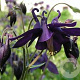 Aquilegia atrata GM P9 Chemievrij