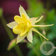 Aquilegia chrysantha 'Yellow Queen' GM P9 Chemievrij
