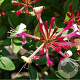Lonicera periclymenum 'Belgica Select' 70 cm 2,0L