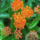 Asclepias tuberosa GM P9 Chemievrij