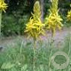 Asphodeline lutea GM P9