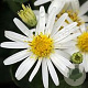 Aster ageratoides 'Starshine' GM P9 Chemievrij