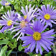 Aster amellus 'Blue King' GM P9 Chemievrij
