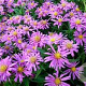 Aster amellus 'Dr Otto Petschek' GM P9 Chemievrij