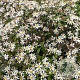 Aster ericoides 'Lovely' GM P9 Chemievrij