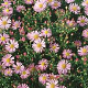 Aster ericoides 'Pink Cloud' GM P9 Chemievrij