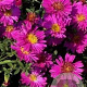 Aster (D) 'Kassel' GM P9 Chemievrij