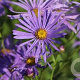 Aster thomsonii GM P9 Chemievrij