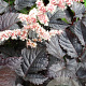 Astilbe 'Chocolate Shogun' GM P9