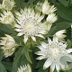 Astrantia maj. 'Alba' GM P9