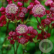 Astrantia maj. 'Ruby Cloud' GM P9