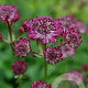 Astrantia maj. 'Ruby Cloud' GM P9