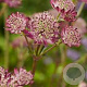 Astrantia maj. 'Star of Beauty' GM P9 Chemievrij