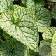 Brunnera macr. 'Jack Frost' GM P9 Chemievrij