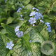 Brunnera macr. 'Sea Heart' GM P9 Chemievrij