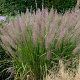 Calamagrostis brachytricha GM P9 Chemievrij