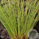 Carex flagellifera 'Kiwi' GM P9 Chemievrij