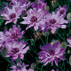 Catananche caerulea 'Major' GM P9