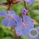 Ceratostigma willmottianum GM P9