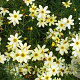 Coreopsis vert. 'Moonbeam' GM P9 Chemievrij
