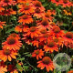 Echinacea Lakota Orange GM P9