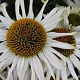 Echinacea 'Meditation White' GM P9 Chemievrij