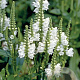 Physostegia virginiana 'Cristal Peak White' GM P9