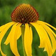 Echinacea 'Sunrise' GM P9 Chemievrij