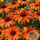 Echinacea Sunseekers Orange GM P9 Chemievrij