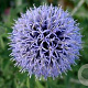 Echinops bannaticus 'Blue Globe' GM P9 Chemievrij