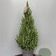 Picea gl. 'Conica' 30-40 cm 3,0L