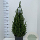 Picea gl. 'Conica' 60-70 cm 5,0L
