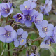 Polemonium reptans 'Heaven Scent' GM P9