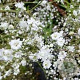 Gypsophila pan. 'Bristol Fairy' GM P9 Chemievrij