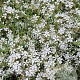 Gypsophila repens GM P9 Chemievrij