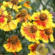 Helenium 'Biedermeier' GM P9 Chemievrij