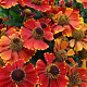 Helenium 'Red Jewel' GM P9