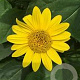 Helianthus dec. 'Capenoch Star' GM P9 Chemievrij
