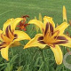 Hemerocallis 'Bonanza' GM P9 Chemievrij