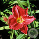 Hemerocallis 'Charles Johnston' GM P9