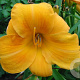 Hemerocallis 'Chicago Sunrise' GM P9 Chemievrij