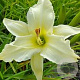 Hemerocallis 'Iron Gate Glacier' GM P9 Chemievrij