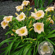 Hemerocallis 'Mini Pearl' GM P9