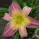 Hemerocallis 'Nile Crane' GM P9 Chemievrij