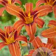 Hemerocallis 'Rajah' GM P9 Chemievrij