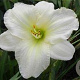 Hemerocallis 'White Lemonade' GM P9