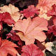 Heuchera 'Fire Alarm' GM P9 Chemievrij