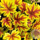 Heucherella 'Golden Zebra' GM P9 Chemievrij