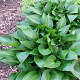 Hosta 'Devon Green' GM P9 Chemievrij